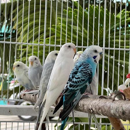 B-5 Aprt. Tipo Villa Sonidos De Las Aves. Jarabacoa Extérieur photo